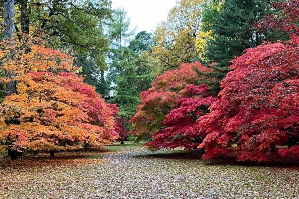 WESTONBIRT