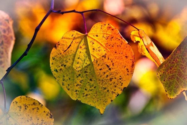 autumn-3813775_1280