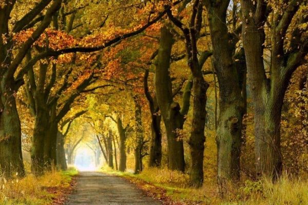 avenue-4613443_1280-1024x566