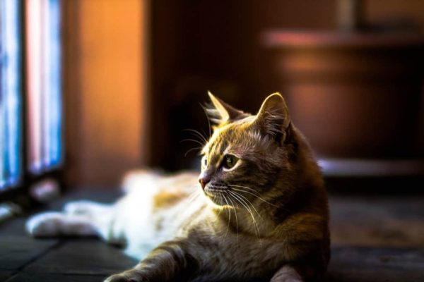 cat-140305_1280-1024x682