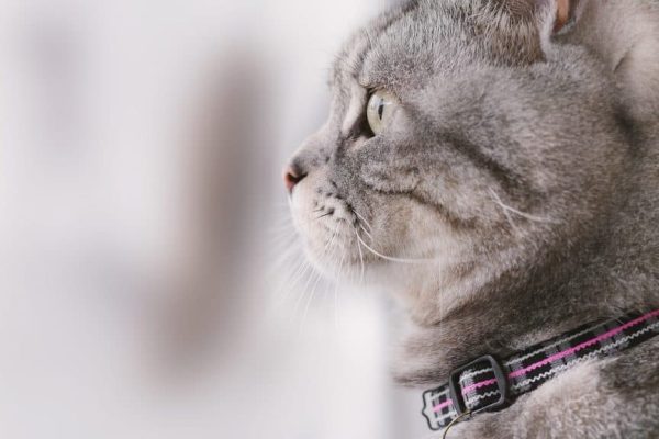cat-mia-703404_1280-1024x576