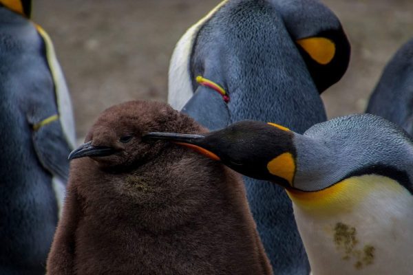 emperor-penguin-1831374_1280