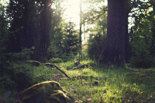 forest-653448_1280-1024x682