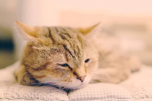 pet-1264257_640
