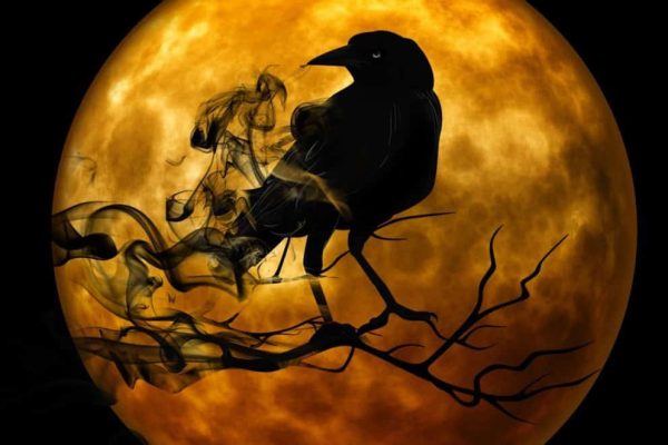 raven-988218_1280-1024x662