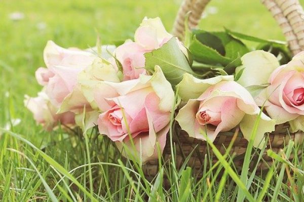 roses-2200770_640