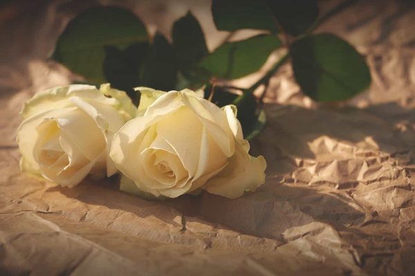 white-roses-1082126_1280